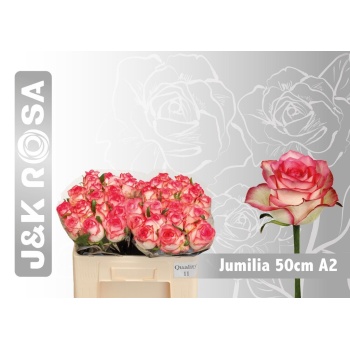 product/img.floraplaza.nl/RJUM5-LIVE_fotos-0xF6D5A94AECE4535C05CF9293071211F9E1003E61.jpg