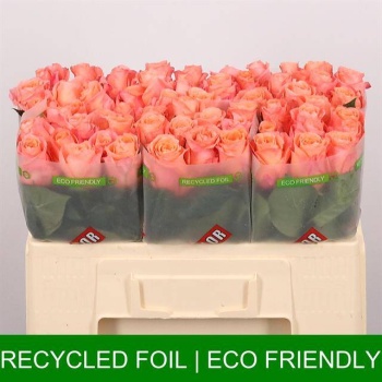 product/img.floraplaza.nl/RLAD5M-LIVE_fotos-0x765EECD204F6210C4E93FD4D78F3D3D87D1789C3.jpg