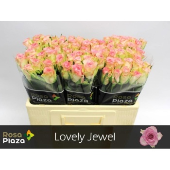 product/img.floraplaza.nl/RLOV5J-LIVE_fotos-0x7457AE17BD68765C8000CC887395E3E9134E97B4.jpg