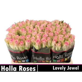product/img.floraplaza.nl/RLOV5J-LIVE_fotos-0xAC723FC8F6B80FA23696F88339556BBD8C17A1DE.jpg