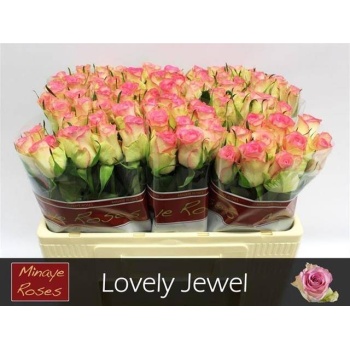 product/img.floraplaza.nl/RLOV5J-LIVE_fotos-0xB2BFD46EBF9DA55F38CC8EA8E00882D8181F3899.jpg