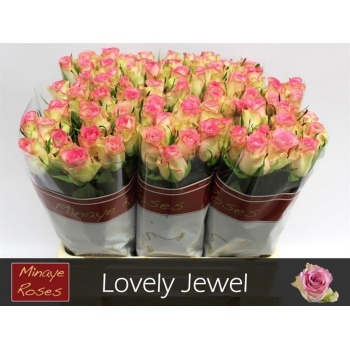 product/img.floraplaza.nl/RLOV6J-LIVE_fotos-0xA128419D619AB84B8EFC22ED443A8C07693BB5A7.jpg