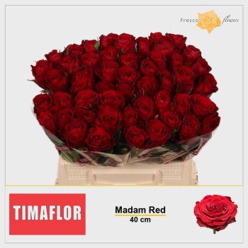 product/img.floraplaza.nl/RMAD4-LIVE_fotos-0xF90E0C75424D8A08ED9145397A26783CF14FF1F6.jpg