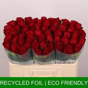 product/img.floraplaza.nl/RMAD5-LIVE_fotos-0xFE6337E59ADF800FDC917AE82D1CF9D309F51EA3.jpg