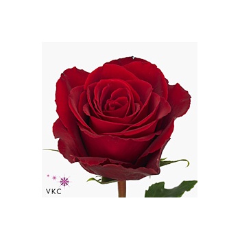 product/img.floraplaza.nl/RMAD5N-ART_fotos-VBN-vbn112158.jpg