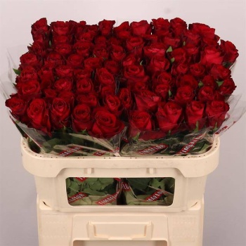 product/img.floraplaza.nl/RMAD7-LIVE_fotos-0x7820C9CF07DB0AA4F032F97D3A96357032ADDA82.jpg