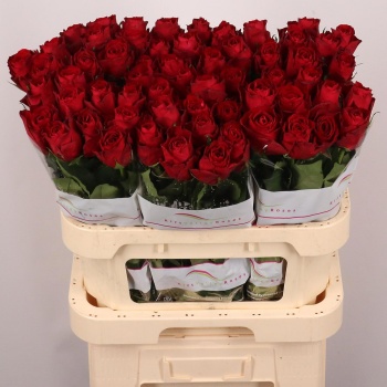product/img.floraplaza.nl/RMAD8-LIVE_fotos-0x82FD1D1882D6FEF43DEE9E8C74EE5658FA5F8A72.jpg