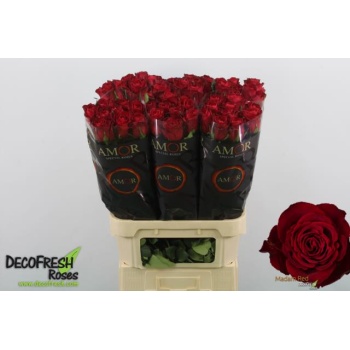 product/img.floraplaza.nl/RMAD9-LIVE_fotos-0x793697998ECCE330CB2C6999CA9079BFB8D5F2BE.jpg