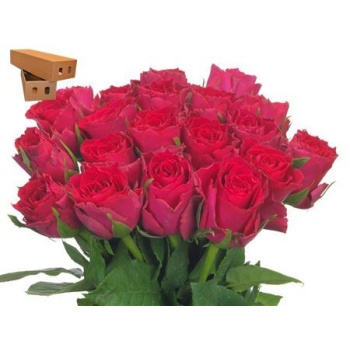 product/img.floraplaza.nl/RMADCER4-LIVE_fotos-0xBF3A16CDD283F154751709AD2F47D89773CE64C2.jpg