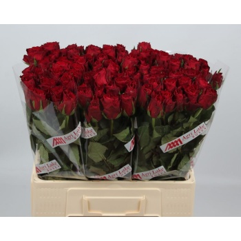 product/img.floraplaza.nl/RMADR6AL-LIVE_fotos-0x4B05C244ED23C460DC183DD77FB361CD0D62CD3C.jpg