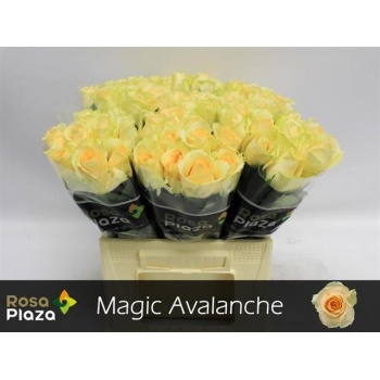 product/img.floraplaza.nl/RMAGA4-LIVE_fotos-0xF55CA803788A4611A393E1CCC8C014CE53FA7612.jpg