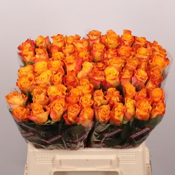 product/img.floraplaza.nl/RMAR4-LIVE_fotos-0x1C28F008C947543E42DB9064D7ECFA515FB34D61.jpg
