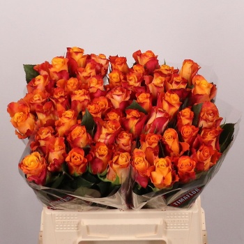 product/img.floraplaza.nl/RMAR4O-LIVE_fotos-0x0B4E75E81BE158B20A2AB17039ED362D0FCFF10F.jpg