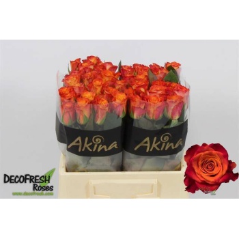 product/img.floraplaza.nl/RMAR4O-LIVE_fotos-0x628AD7C1BBA3B7A2C28F9293817514EA5D4892B0.jpg