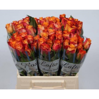 product/img.floraplaza.nl/RMAR4O-LIVE_fotos-0xD8F2C614404A0113754E91D15EAEAC94635A3A31.jpg