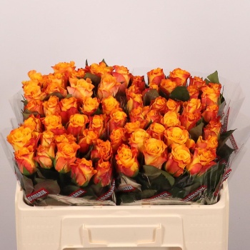 product/img.floraplaza.nl/RMAR5C-LIVE_fotos-0xDE1A9151724A749F5403AC155F491CC859A044D6.jpg