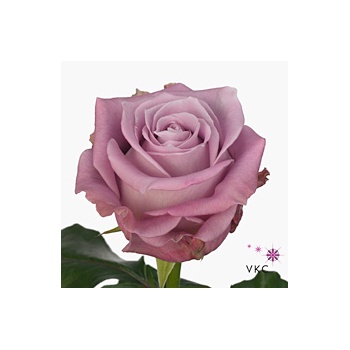 product/img.floraplaza.nl/RMAR5M-ART_fotos-VBN-vbn111513.jpg