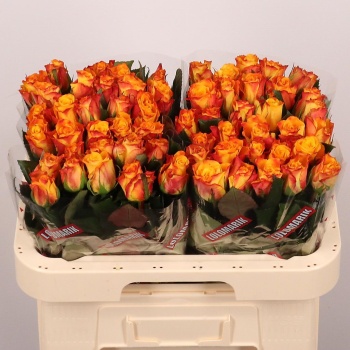 product/img.floraplaza.nl/RMAR6C-LIVE_fotos-0x9CB0EE687E6FB6AC9D5FA5EEB55A0B5E95A2E918.jpg