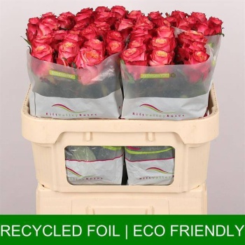 product/img.floraplaza.nl/RMAT7-LIVE_fotos-0x3793C8BA8218F58F4877CA2A7CD34C82B93B8448.jpg