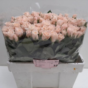 product/img.floraplaza.nl/RMED4-LIVE_fotos-0xC5B4EF8A73E4A191C5675FDF12C1B4086B0494BC.jpg