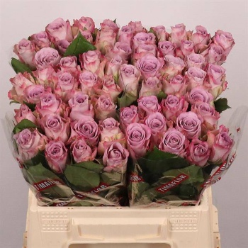 product/img.floraplaza.nl/RMEM4-LIVE_fotos-0xE53C2695A668632ED90C7AE8553C71BB5D8605D5.jpg
