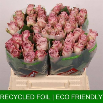 product/img.floraplaza.nl/RMEM4-LIVE_fotos-0xFDA41DA27979D78E9673DA8D83673C5FE503CAC9.jpg