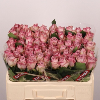 product/img.floraplaza.nl/RMEM5-LIVE_fotos-0xADD4CCC8916FCD595FA60A697A2B8784137A7449.jpg
