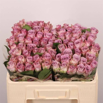 product/img.floraplaza.nl/RMEM5-LIVE_fotos-0xB5E0285B5679A426C3F230173880C964FF7ADF06.jpg