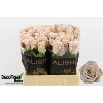 product/img.floraplaza.nl/RMENT4-LIVE_fotos-0xF61A77A91A904550676CEF5744E88F64F238C028.jpg
