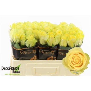 product/img.floraplaza.nl/RMIN5-LIVE_fotos-0xEB436001DD36620C797CD022AB0D221ACD4087B7.jpg