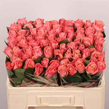 product/img.floraplaza.nl/RMIS5-LIVE_fotos-0xA673A357302BF646DD3AC6BF0CBA0DA3184B29FE.jpg