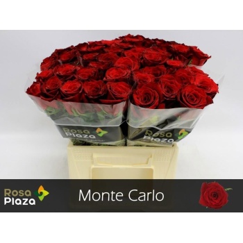 product/img.floraplaza.nl/RMON4-LIVE_fotos-0xFD7E47CB686D63DFCA5CD5280D6DCCD4C903CC6A.jpg