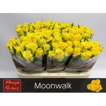 product/img.floraplaza.nl/RMOO6-LIVE_fotos-0xBD9C62D162E5A43B97BEC407FDD7B2A946DE55BB.jpg
