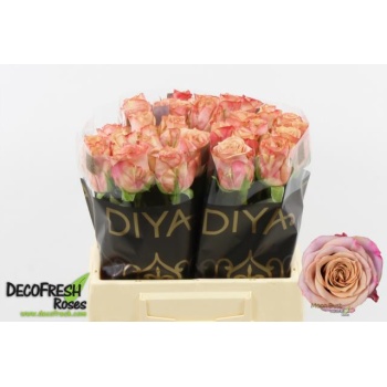 product/img.floraplaza.nl/RMOOD4-LIVE_fotos-0xF7B66CC88CE20E95C939897E7A38D1B65AB3608A.jpg