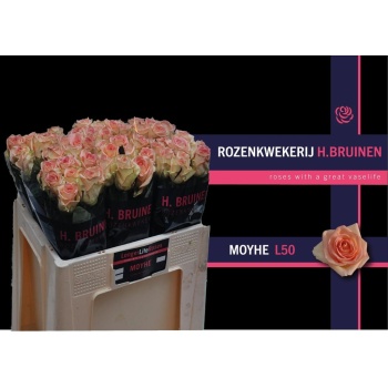 product/img.floraplaza.nl/RMOY5-LIVE_fotos-0x973169CF2F3D00BFE99E20632B5DE60931DBE7F7.jpg