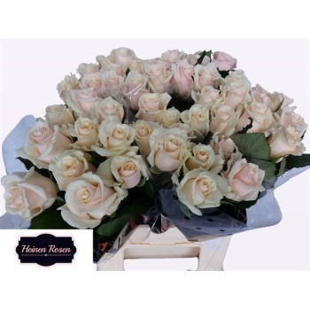 product/img.floraplaza.nl/RMYL4-LIVE_fotos-0xE2BF60F6E0125EAC175FDAF49C15FC1A404B8620.jpg