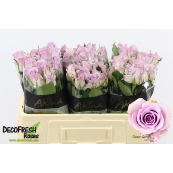 product/img.floraplaza.nl/ROCES5-LIVE_fotos-0xDDDAABD295946FC5707C1AA65A34BB12DF21509C.jpg