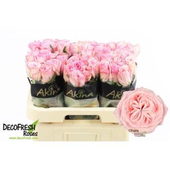product/img.floraplaza.nl/ROHA6-LIVE_fotos-0xDA96E3DC6A622BC8BA543C9420D10AA02B48F1EA.jpg