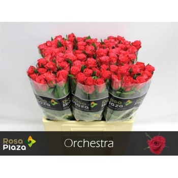 product/img.floraplaza.nl/RORC6-LIVE_fotos-0xC54197A93E88A7FF2C5B0529ED42CA3964016FCE.jpg
