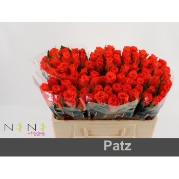 product/img.floraplaza.nl/RPAT5-LIVE_fotos-0xE0F94AB1C80DC6E9B78248059412585CDE9D4023.jpg