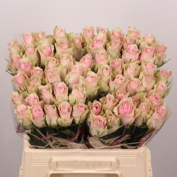 product/img.floraplaza.nl/RPATH4U-LIVE_fotos-0x4AC43C2450F5BC858AFFBE7AF7A67321CD430D6B.jpg