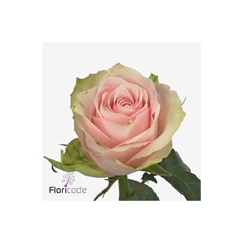 product/img.floraplaza.nl/RPATH5N-ART_fotos-VBN-vbn117287.jpg