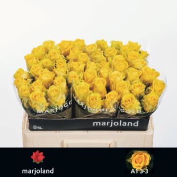product/img.floraplaza.nl/RPEN5-LIVE_fotos-0x8999B4C8B7ADB86DC370F9D977669F309993E741.jpg