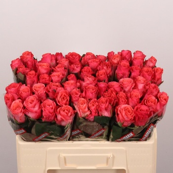 product/img.floraplaza.nl/RPIN5-LIVE_fotos-0x542E5794FE56539BFB6CFB63CD219BC5799AD86A.jpg