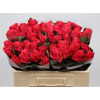 product/img.floraplaza.nl/RPIN5-LIVE_fotos-0xB47424025CC038467D477BE535CCA185E39BDE9E.jpg
