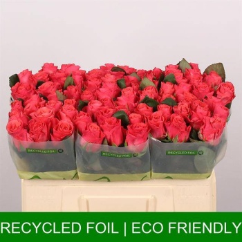 product/img.floraplaza.nl/RPIN5-LIVE_fotos-0xC4810C990C5A77EB4ABE1C5BD16FE264A996ECCD.jpg