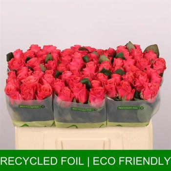 product/img.floraplaza.nl/RPIN5-LIVE_fotos-0xC8E2984E8F6198080770F112207A7025F6A0C695.jpg