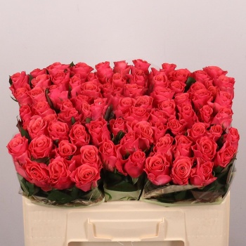 product/img.floraplaza.nl/RPIN5-LIVE_fotos-0xE9039E28BA928A8CCB186ECAD7F1F1FC17BF46B8.jpg