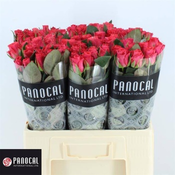 product/img.floraplaza.nl/RPIN6-LIVE_fotos-0x3856EA7875FFA9FFEA39F1751E573384E4ED8529.jpg
