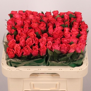 product/img.floraplaza.nl/RPIN6-LIVE_fotos-0x5CEF3CB883F6885F96112C68FB268E2DDA53B6CB.jpg